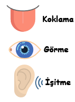 3. Sınıf Fen Bilgisi Beş Duyumuz – 3