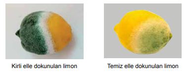 5. Sınıf Fen Bilimleri Canlıların Yapısına Yolculuk