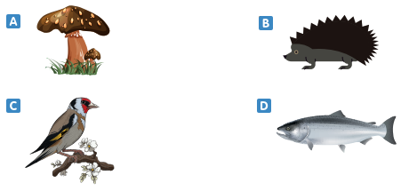 5. Sınıf Fen Bilimleri Canlıların Yapısına Yolculuk