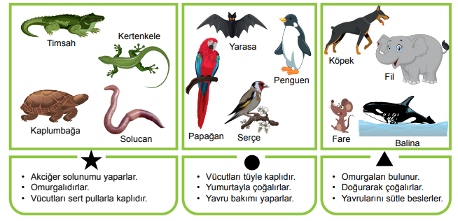 5. Sınıf Fen Bilimleri Canlıların Yapısına Yolculuk