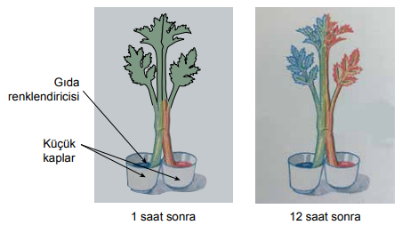 5. Sınıf Fen Bilimleri Canlıların Yapısına Yolculuk