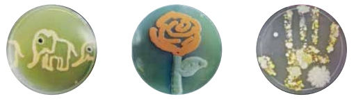 5. Sınıf Fen Bilimleri Canlıların Yapısına Yolculuk