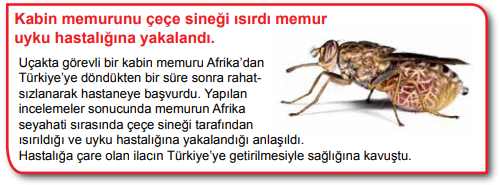 5. Sınıf Fen Bilimleri Canlıların Yapısına Yolculuk