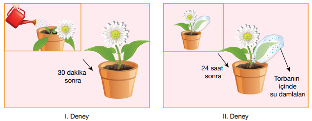 5. Sınıf Fen Bilimleri Canlıların Yapısına Yolculuk