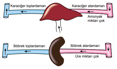 6. Sınıf Fen Bilimleri Vücudumuzdaki Sistemler