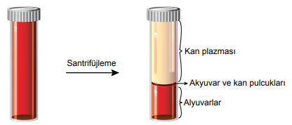 6. Sınıf Fen Bilimleri Vücudumuzdaki Sistemler