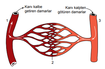 6. Sınıf Fen Bilimleri Vücudumuzdaki Sistemler