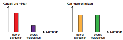 6. Sınıf Fen Bilimleri Vücudumuzdaki Sistemler