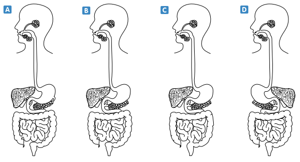 6. Sınıf Fen Bilimleri Vücudumuzdaki Sistemler