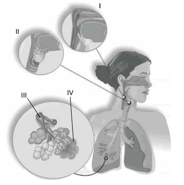 6. Sınıf Fen Bilimleri Vücudumuzdaki Sistemler