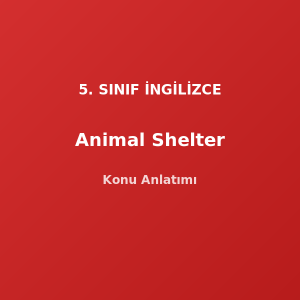 5. Sınıf İngilizce Animal Shelter Konu Anlatımı