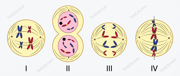 10. Sınıf Biyoloji Hücre Bölünmeleri: Mitoz ve Mayoz Evreleri Testi