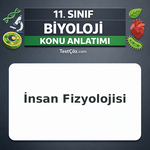 11. Sınıf Biyoloji Üreme Sistemi ve Hormonları Konu Anlatımı