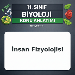 11. Sınıf Biyoloji Üreme Sistemi ve Hormonları Konu Anlatımı