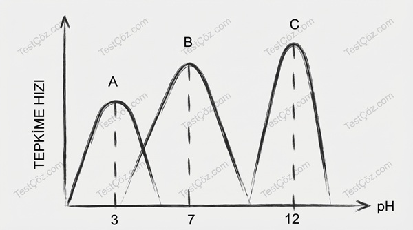 9. Sınıf Biyoloji Yaşam Bilimi Testi: Canlı Özellikleri, Organik Bileşikler ve Enzimler