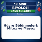 10. Sınıf Biyoloji Hücre Bölünmeleri Mitoz ve Mayoz Konu Anlatımı
