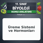 11. Sınıf Biyoloji Üreme Sistemi ve Hormonları Konu Anlatımı