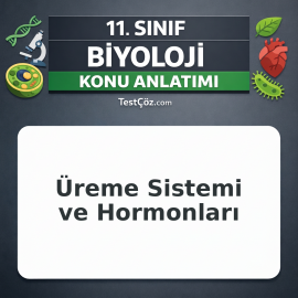 11. Sınıf Biyoloji Üreme Sistemi ve Hormonları Konu Anlatımı