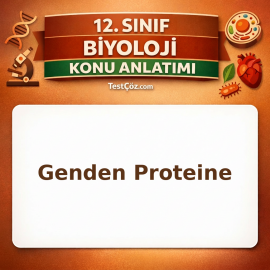 12. Sınıf Biyoloji Genden Proteine Konu Anlatımı