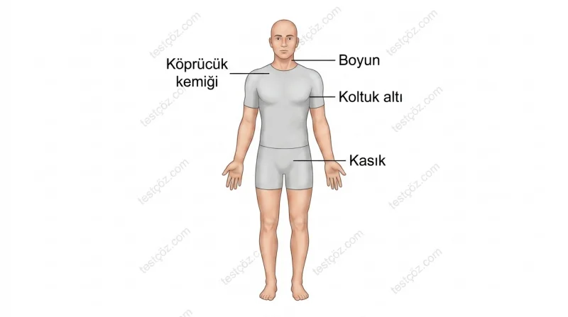 Bacaktaki kanamalarda basınç uygulanacak bölge — ilk yardım diyagramı