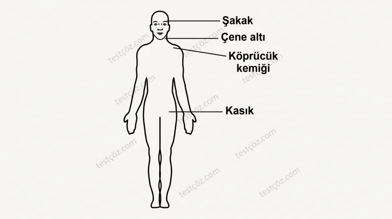 Omuz ve koldaki kanamalarda basınç uygulanacak bölge — ilk yardım diyagramı