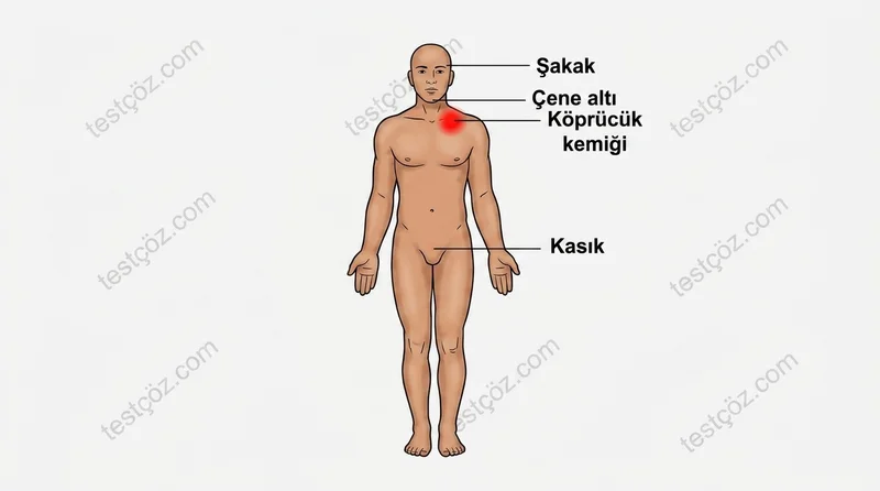 Omuz/kol kanamasında basınç uygulanacak bölge — ilk yardım diyagramı (varyant 3)