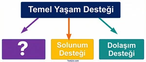Temel yaşam desteği aşamaları diyagramı — solunum ve dolaşım desteği akış şeması