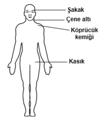 Kanama durdurmak için vücuttaki basınç noktaları - Ehliyet ilk yardım konu anlatımı | testçöz.com